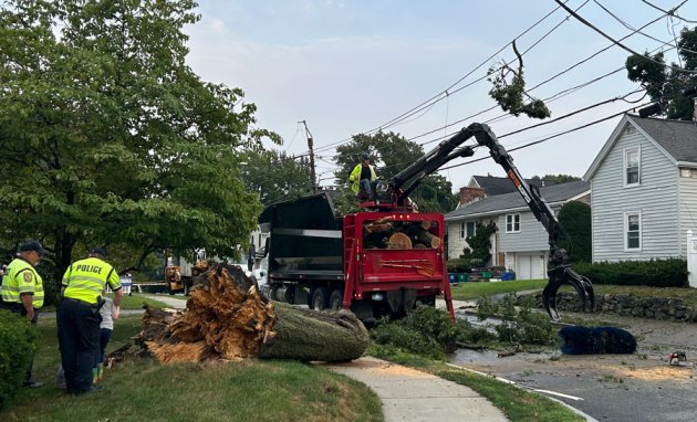 Remains of large tree being cut up in West Newton