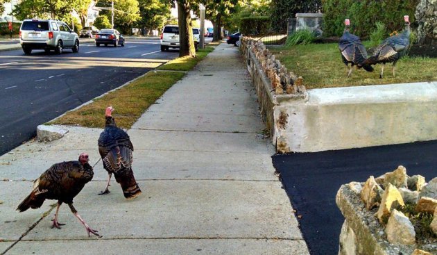 Turkeys in West Roxbury