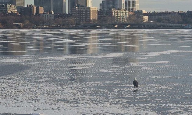 Eagle walking on the Charles River