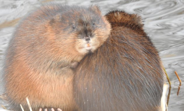 Two muskrats huddle along the Charles River