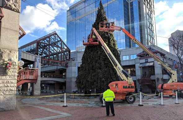 Big Christmas tree being taken down at Faneuil Hall Marketplace