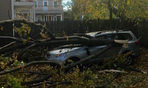 Car hit by tree in lower Allston