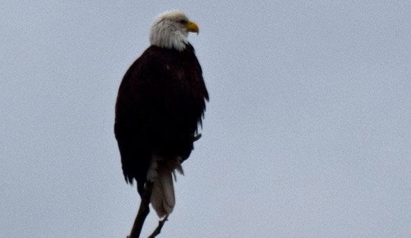 Eagle at Jamaica Pond