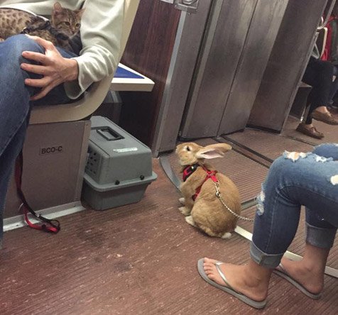 Bunny on the B Line