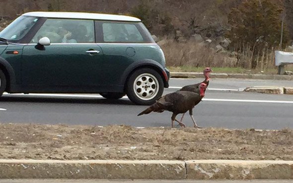 Turkeys on Granite Avenue in Dorchester