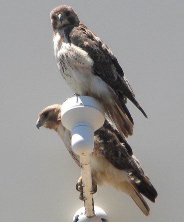 Birds of prey in Cambridge