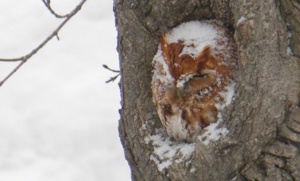 Owl in West Roxbury