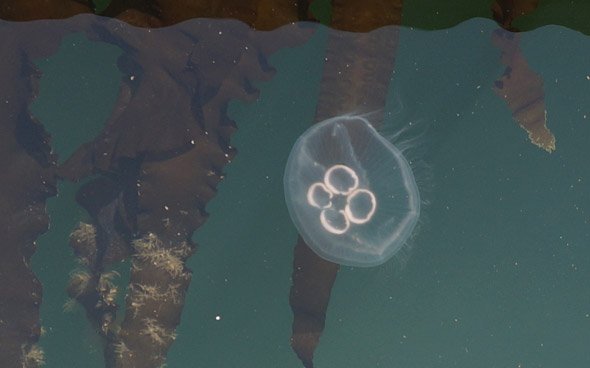 Jellyfish in Boston Harbor