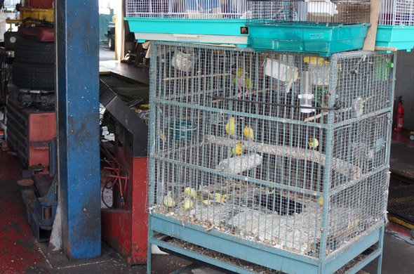 Birds in a Roslindale oil-change place