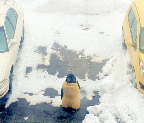 Penguin space saver in Fort Point Channel