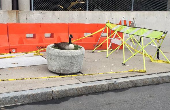 Goose in a pot in the Longwood Medical Area