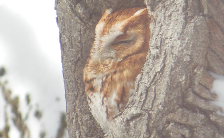 Screech owl in West Roxbury