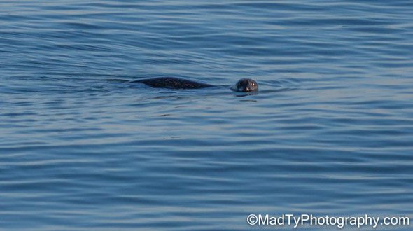 Seal in Boston Harbor