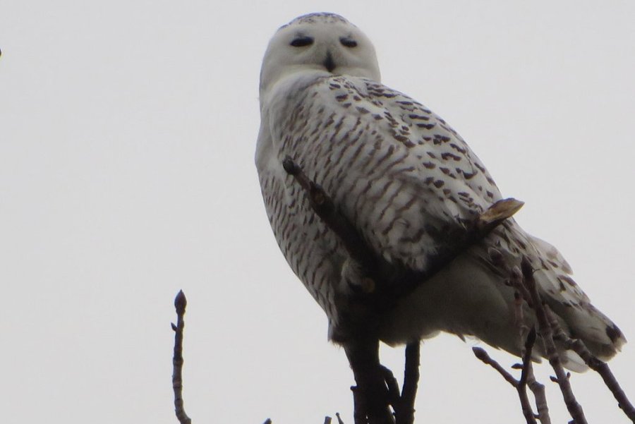 Snowy owl at Castle Island in South Boston