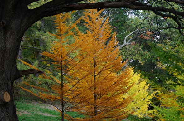 Fall trees in the Arnold Arboretum