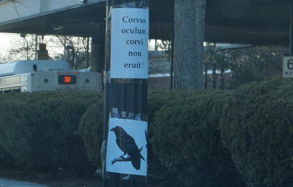 Corvus oculum corvi non eruit