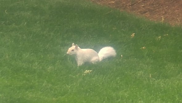 West End white squirrel