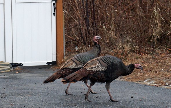 Turkeys on Grouse Street in West Roxbury