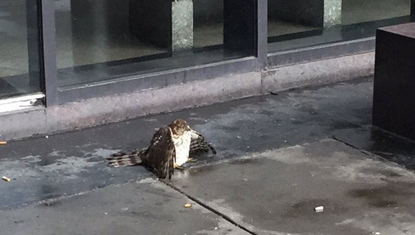 Hawk hurt at Back Bay