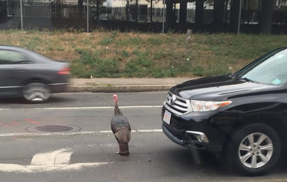 Turkey on Mystic Avenue