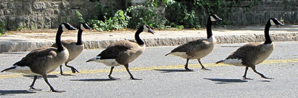 Geese in Hyde Park