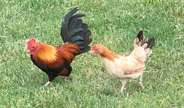 Wild chickens in Roslindale