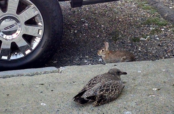 Rabbit and tern in Boston's Back Bay