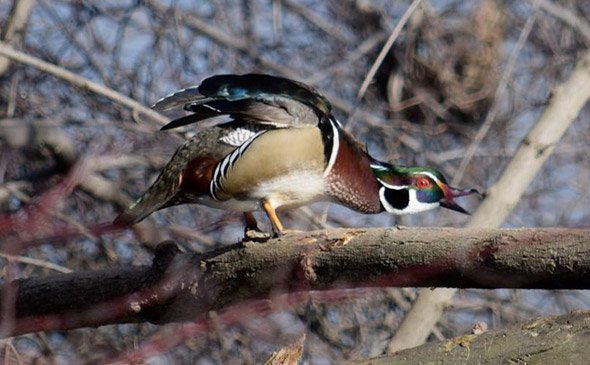 Wood duck at Leverett Pond in Jamaica Plain