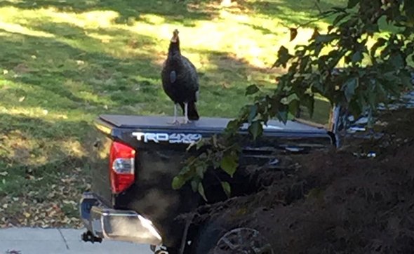 Aggravating turkey on Ashmont Street in Dorchester