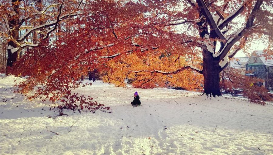 Arnold Arboretum sledding