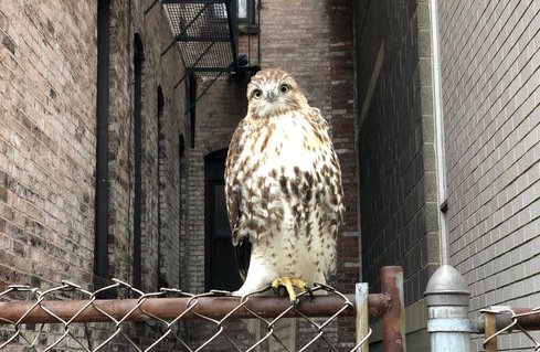 Hawk in the Back Bay