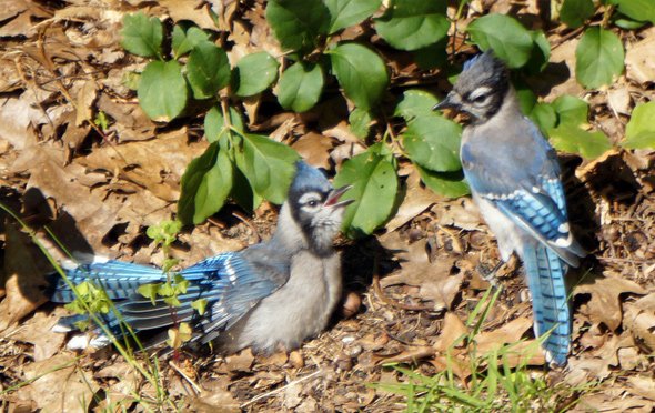 Bluejays in Roslindale