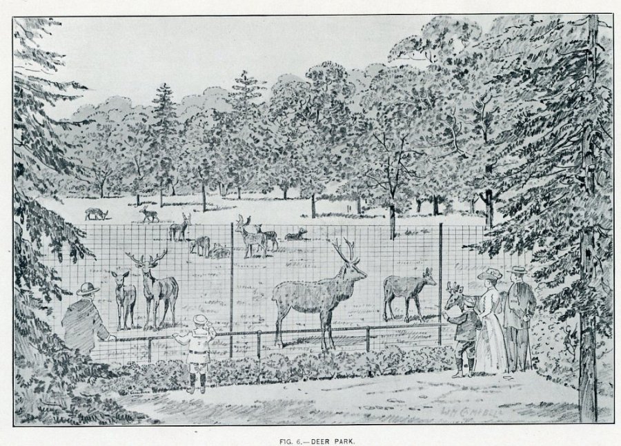 Deer park in old Boston