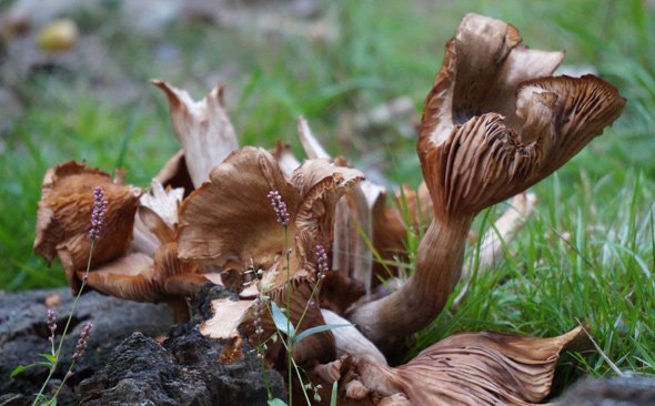 Large fungus on a tree stump on the path around Jamaica Pond