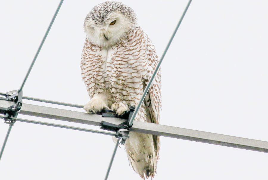 Snowy owl in Somerville