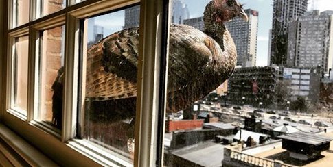 Turkey on a ledge