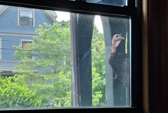 Turkey staring in a window