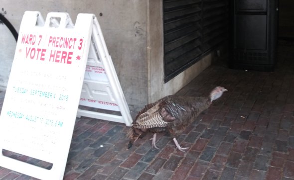 Turkey at a polling place