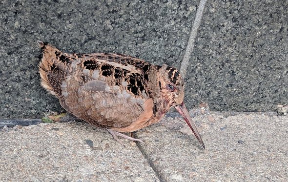 Woodcock on Water Street in downtown Boston