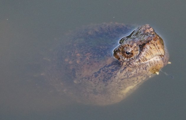 Snapping turtle at Arnold Arboretum