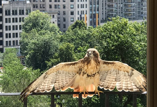 Mike Duhawkis, the State House hawk