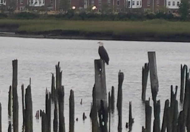 Eagle on piling in the Neponset River in Dorchester