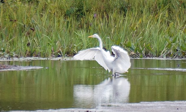 Egret on the Charles