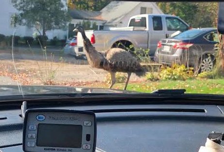 Emu in Franklin