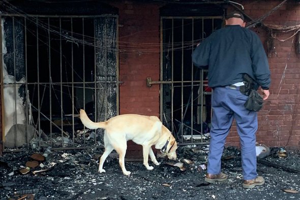 Keegan the accelerang sniffing fire dog