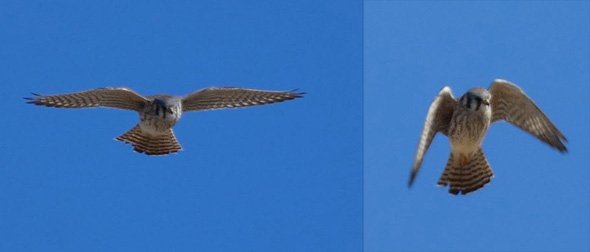 American kestrel over Millennium Park