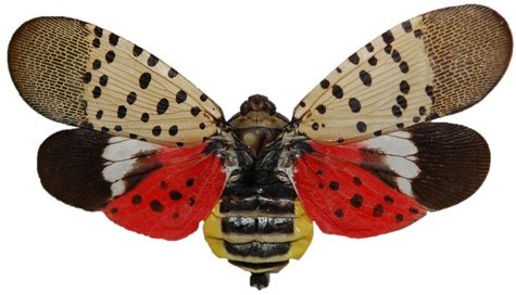 Spotted lanternfly