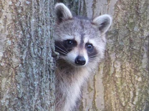 Raccoon on Mission Hill