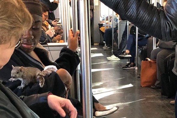 A squirrel on the Red Line