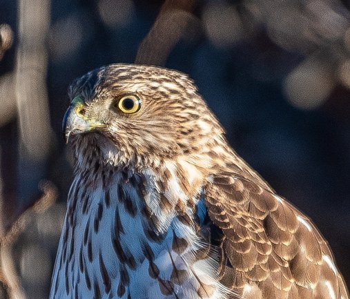 South End hawk